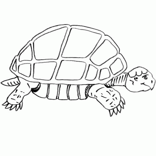 Название: Раскраска Раскраска медленная черепаха. Категория: . Теги: .