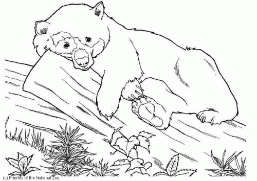 Название: Раскраска Раскраска очковый медведь. Категория: . Теги: .