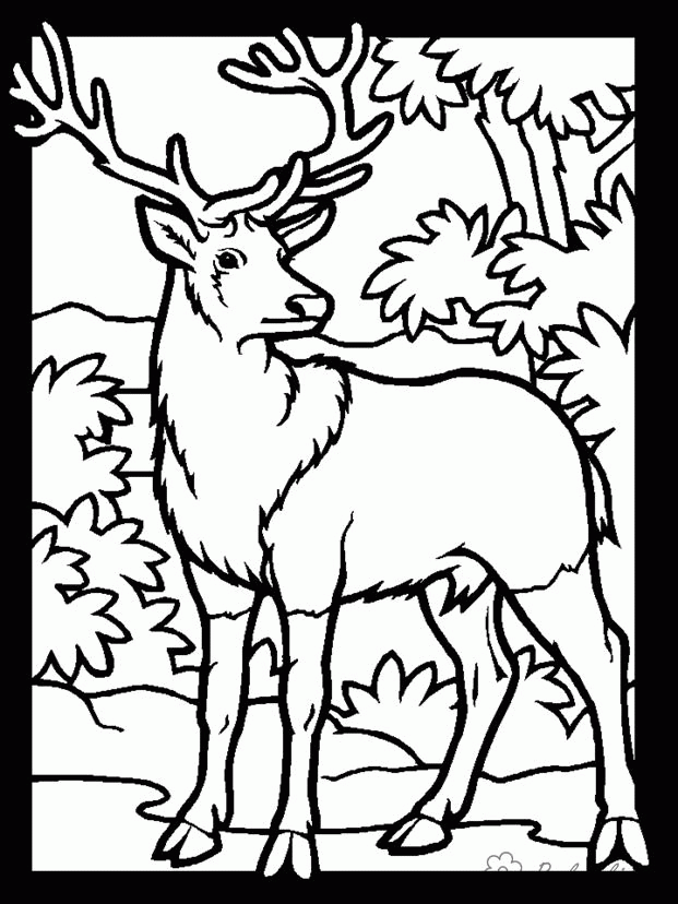 Название: Раскраска Раскраски лесные животные раскраска для детей, большерогий олень, лес, природа. Категория: . Теги: .