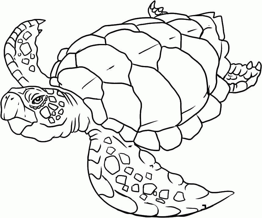 Название: Раскраска Черепаха морская. Категория: . Теги: .