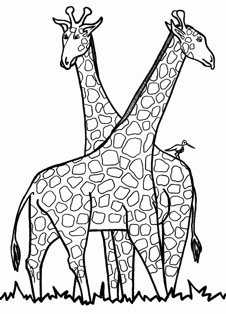 Название: Раскраска Раскраска Два жирафа -  . Скачать жираф.  Распечатать Дикие животные. Категория: . Теги: .