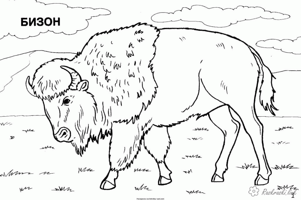Название: Раскраска Раскраски северная раскраски для детей, животные, Северная Америка, бизон. Категория: . Теги: .