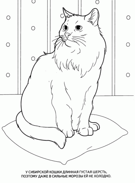 Название: Раскраска Учим животных раскраски, сибирская кошка. Категория: . Теги: .