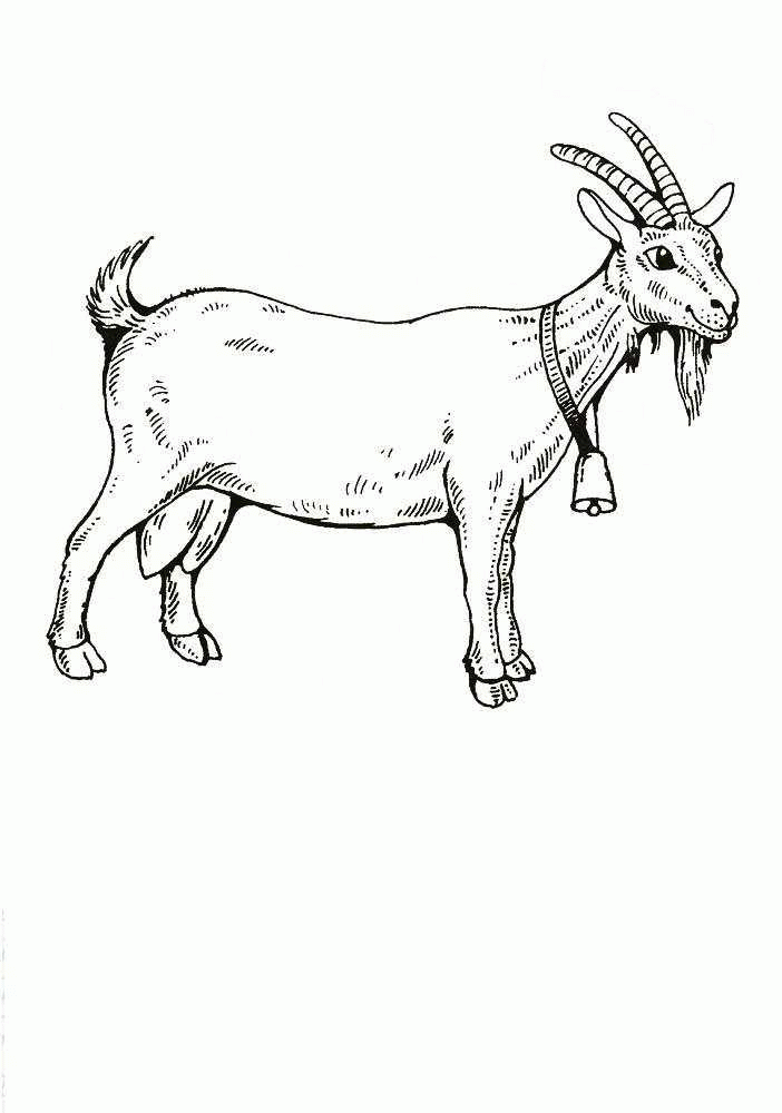Название: Раскраска Название: Раскраска Коза с колокольчиком. Категория: домашние животные. Теги: коза, колокольчик.. Категория: . Теги: .