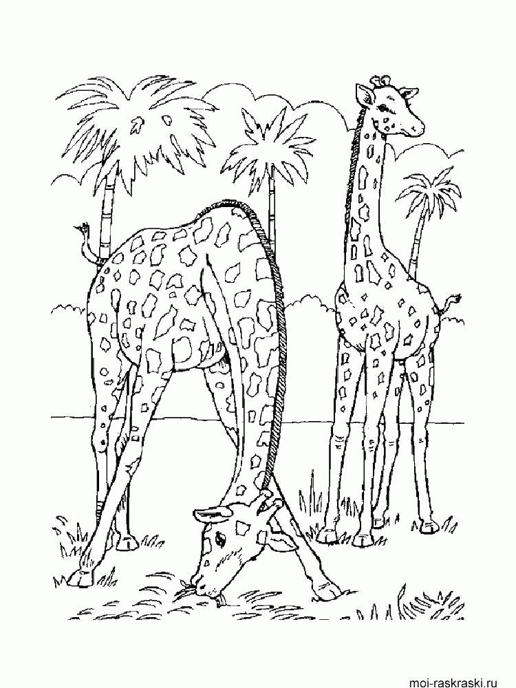 Название: Раскраска Раскраска Жирафы Скачать ,жирафы,пальма,.  Распечатать . Категория: . Теги: .