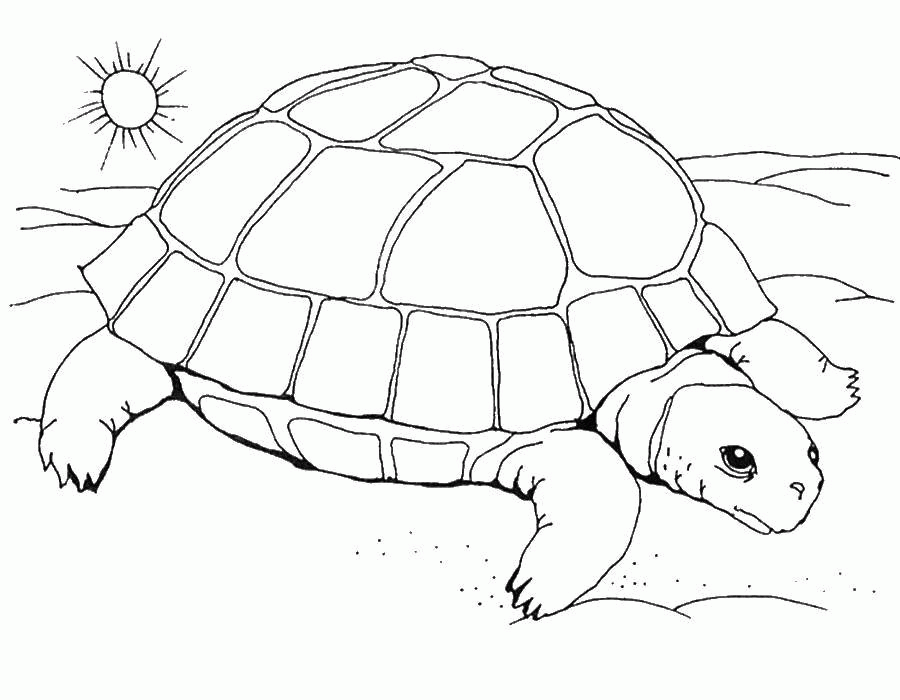 Название: Раскраска Название: Раскраска Черепаха и солнце. Категория: морская черепаха. Теги: черепаха, панцирь, солнце.. Категория: . Теги: .