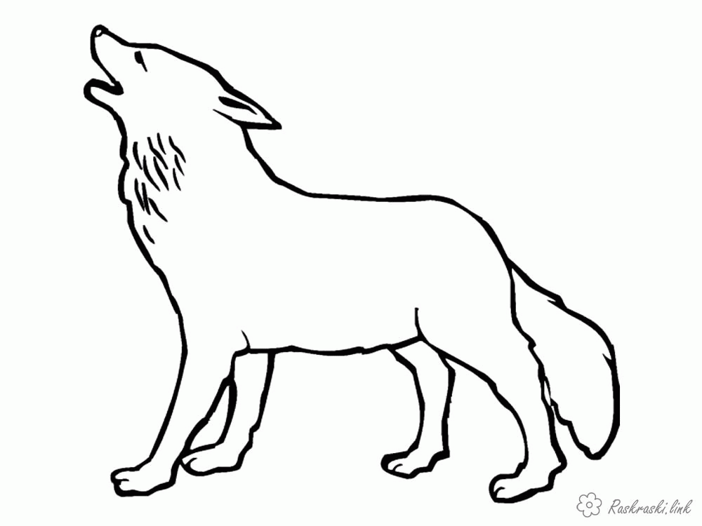 Название: Раскраска Раскраски пушистый большой и пушистый волк, раскраска для детей, лесные животные. Категория: . Теги: .