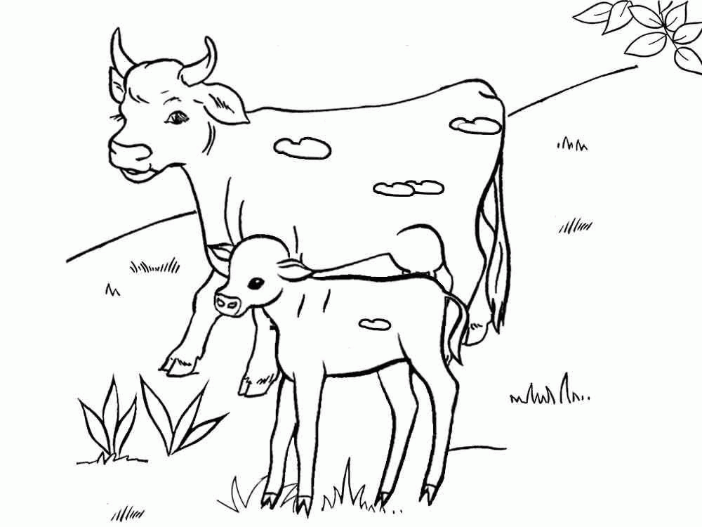 Название: Раскраска Корова с теленком на лугу. Категория: . Теги: .