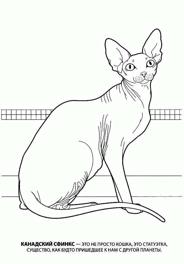 Название: Раскраска Канадский сфинкс кошка статуетка. Категория: . Теги: .