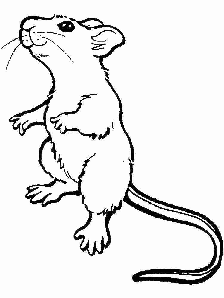 Название: Раскраска Любопытная мышка. Категория: . Теги: .