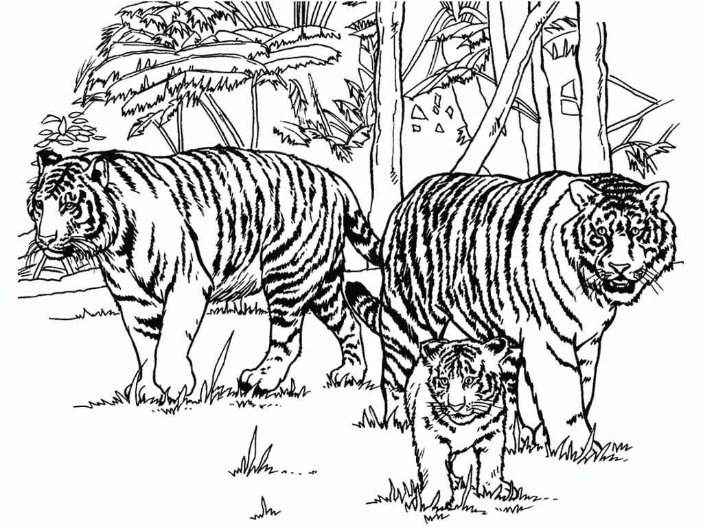 Название: Раскраска Раскраска Тигры и львы. Скачать Тигр.  Распечатать Дикие животные. Категория: . Теги: .