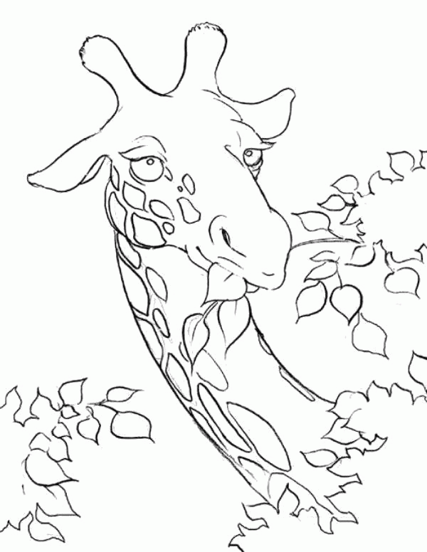 Название: Раскраска Раскраска жираф кушает листву . Скачать жираф.  Распечатать Дикие животные. Категория: . Теги: .