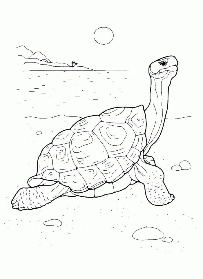 Название: Раскраска Черепаха на пляже. Категория: . Теги: .