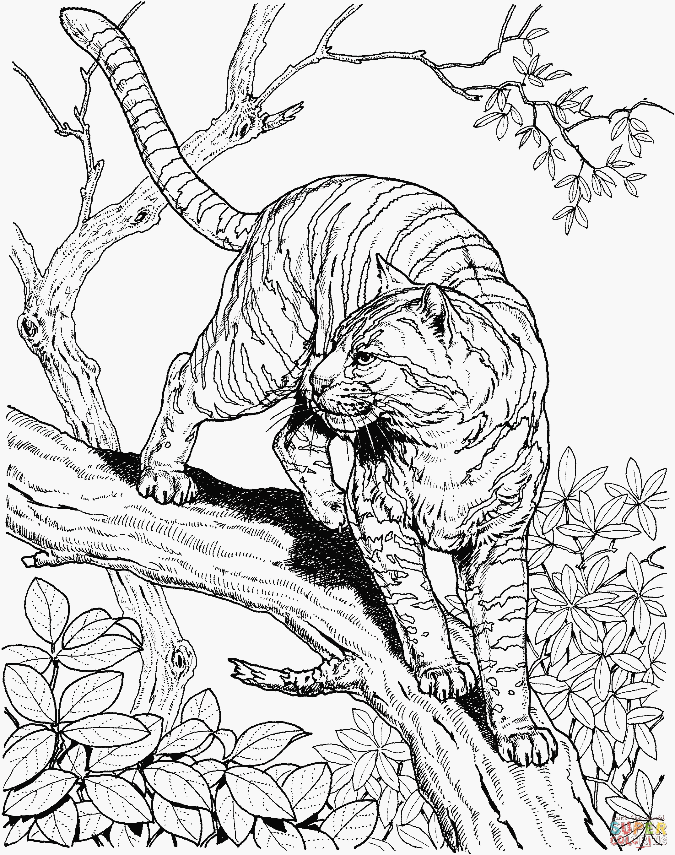 Название: Раскраска Полосатая кошка на ветке дерева. Категория: . Теги: .