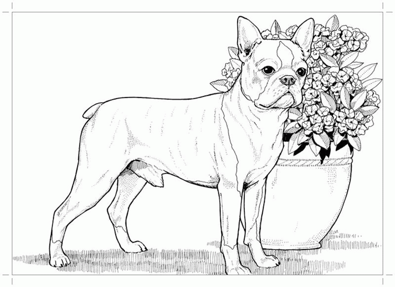 Название: Раскраска Собака, пес возле вазы с цветами. Категория: . Теги: .