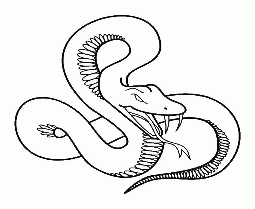 Название: Раскраска Название: Раскраска Змея. Категория: змея. Теги: змея.. Категория: . Теги: .