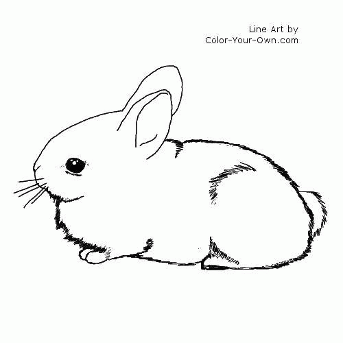Название: Раскраска Пушистый кролик. Категория: . Теги: .