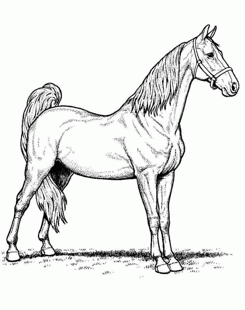 Название: Раскраска Раскраска Лошадь на поле Скачать лошадь.  Распечатать ,домашние животные,. Категория: . Теги: .