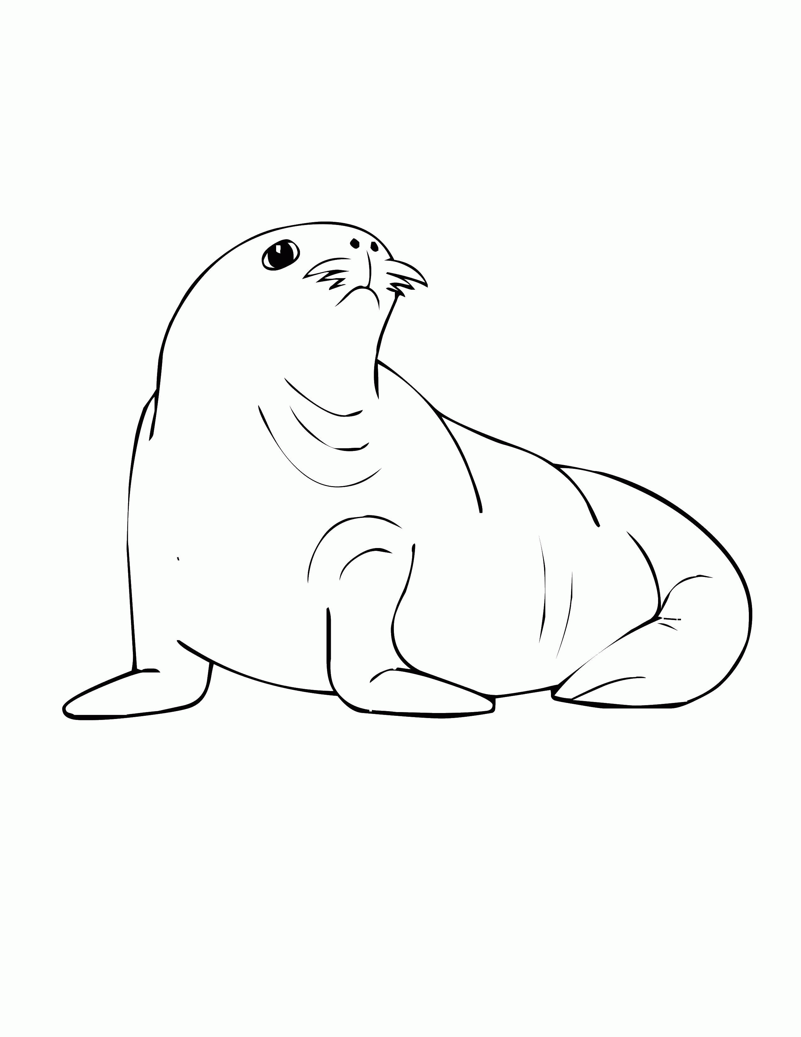 Название: Раскраска Морской тюлень. Категория: . Теги: .