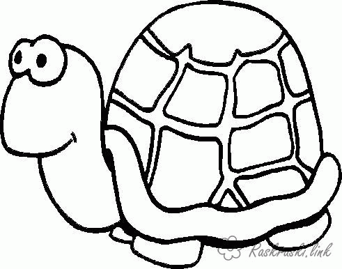 Название: Раскраска Раскраска черепаха. Категория: . Теги: .