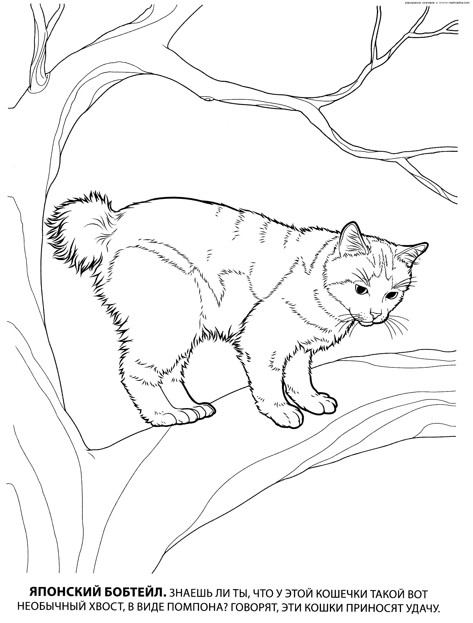 Название: Раскраска Раскраска японский бобтейл. раскраска кошка бобтейл, бобтейлы, раскраска кошки, детские картинки для раскрашивания, кошка на дереве. Категория: . Теги: .
