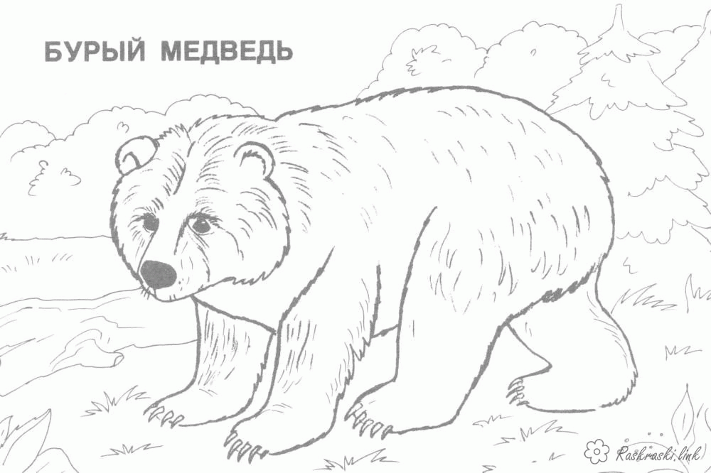Название: Раскраска раскраска бурый медведь. Категория: . Теги: .
