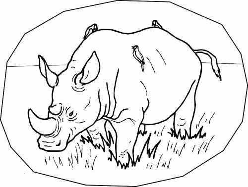 Название: Раскраска Раскраска Африканский носорог. Категория: . Теги: .