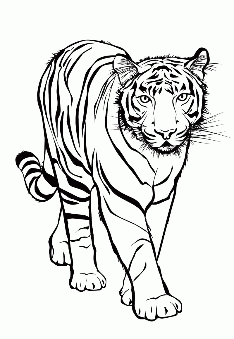 Название: Раскраска Раскраска Тигр. Скачать Тигр.  Распечатать Дикие животные. Категория: . Теги: .