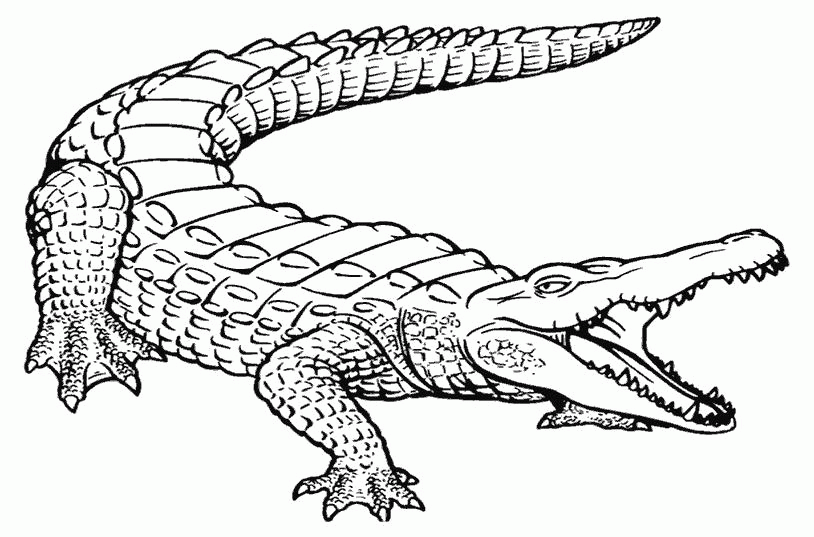 Название: Раскраска Раскраска  Рептилии  крокодил, рептилии. Скачать крокодил.  Распечатать Дикие животные. Категория: . Теги: .