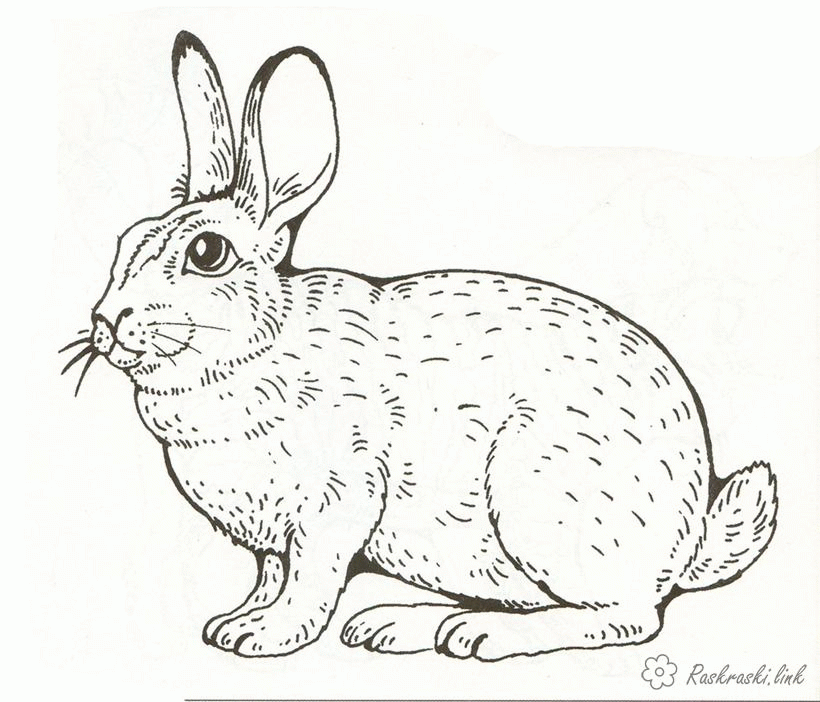 Название: Раскраска Раскраски пушистый раскраска кролик, домашние животные, для детей. Категория: . Теги: .