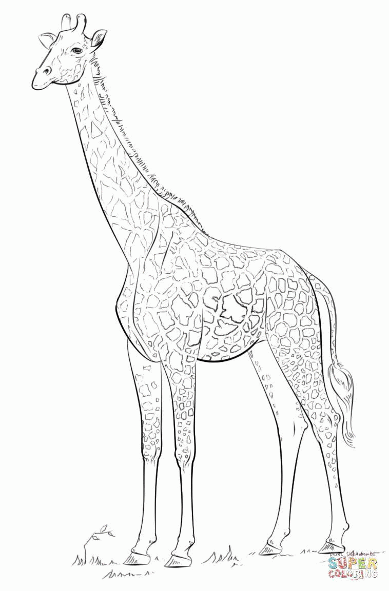 Название: Раскраска Высокий жираф. Категория: . Теги: .