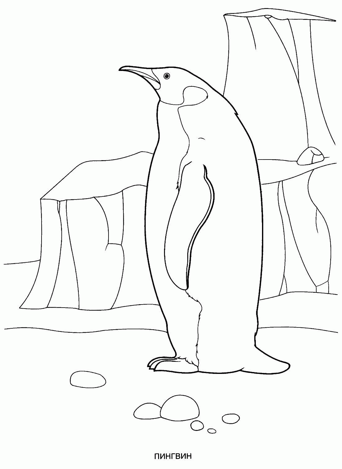 Название: Раскраска Пингвин у льдины. Категория: . Теги: .