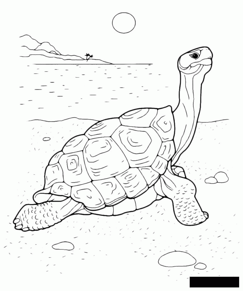 Название: Раскраска большая черепаха греется на солнышке. Категория: . Теги: .