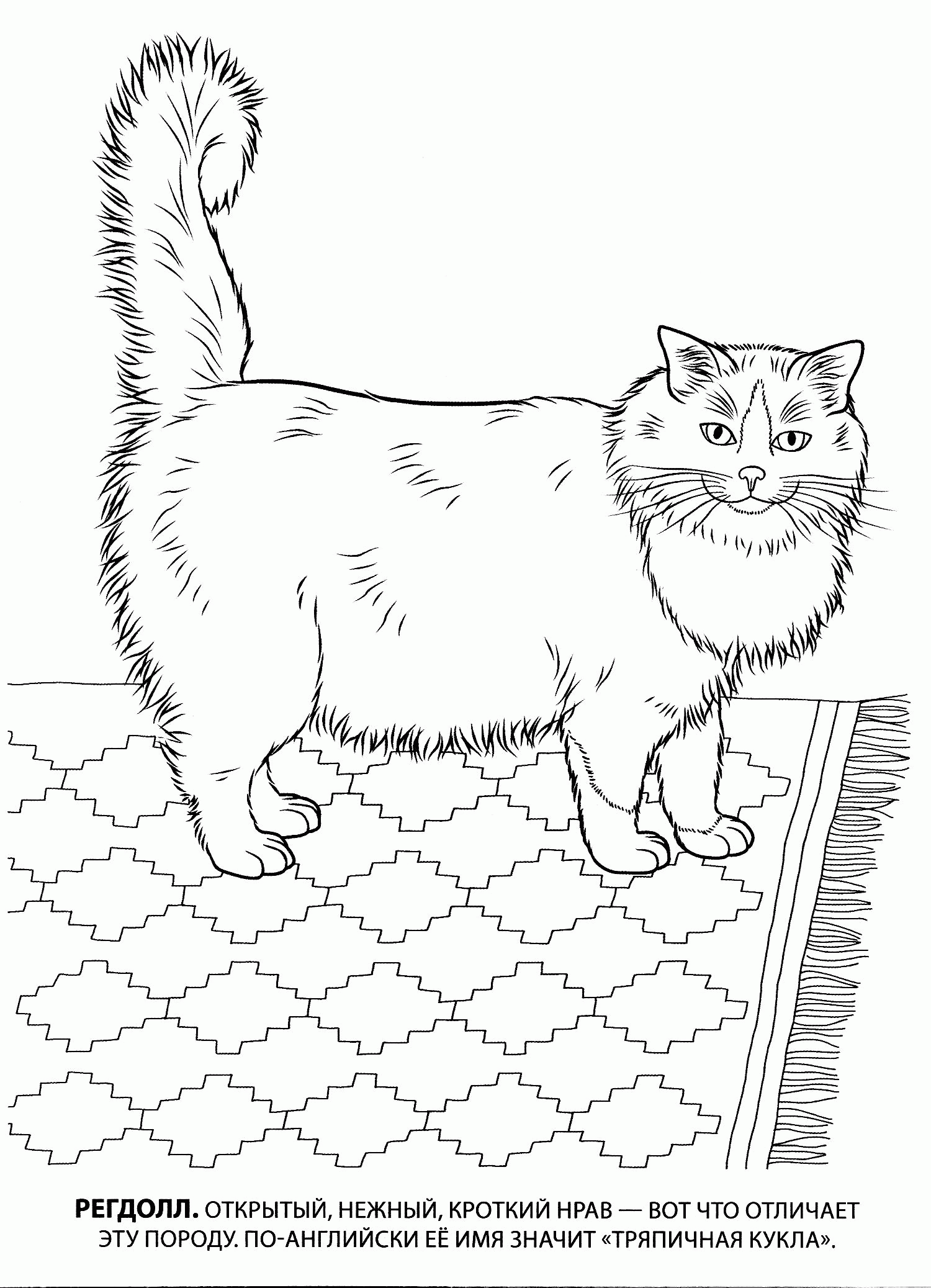 Название: Раскраска Раскраска регдолл. раскраска кошка регдолл, регдол, рэгдолл, раскраски детская, рисунок кошки, картинка домашней кошки. Категория: . Теги: .