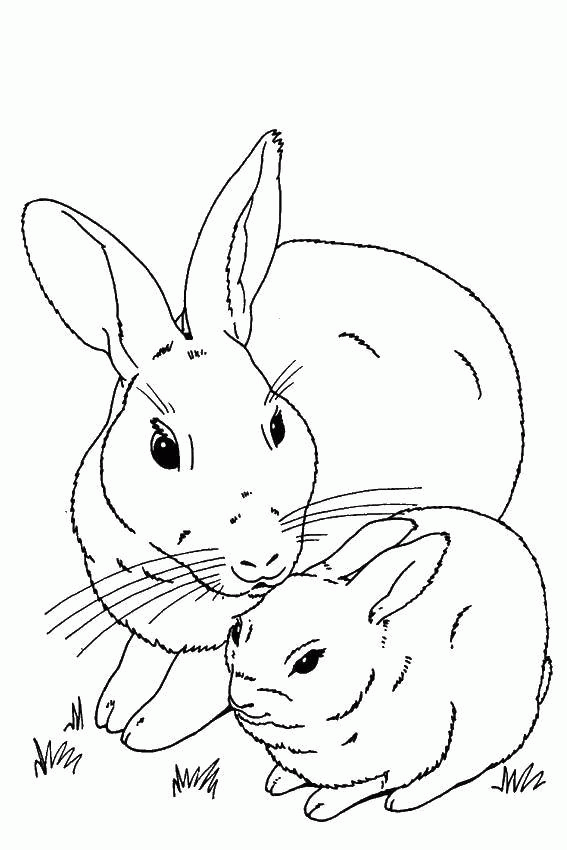 Название: Раскраска Кролик и крольчонок. Категория: . Теги: .