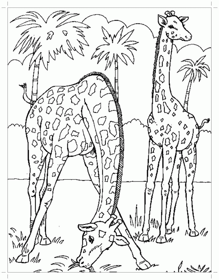Название: Раскраска Раскраска Рисунок жирафов для раскрашивания. Скачать жираф.  Распечатать Дикие животные. Категория: . Теги: .