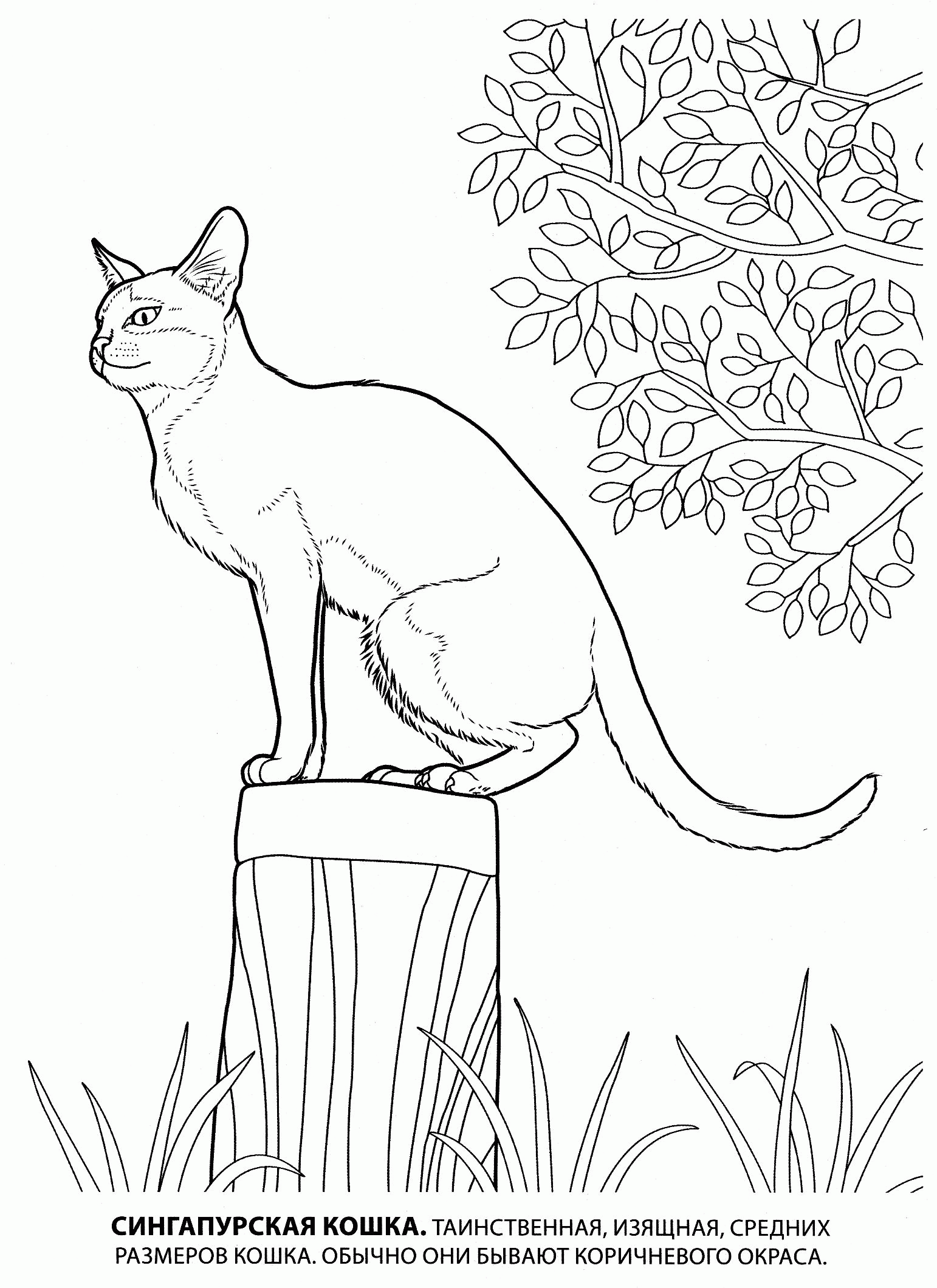 Название: Раскраска Раскраска сингапурская кошка. Категория: . Теги: .