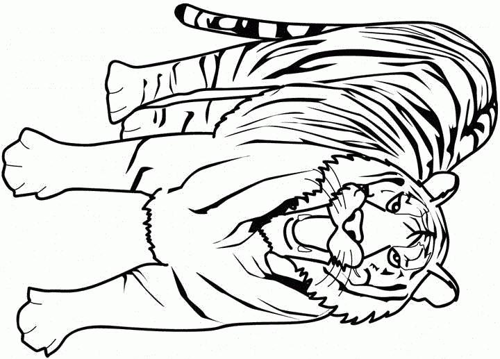 Раскраска тигр Скачать .  Распечатать 