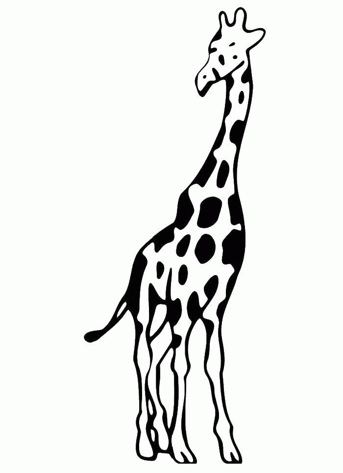 Название: Раскраска Раскраска Пятнистый жирафик Скачать ,Животные, жираф,.  Распечатать . Категория: . Теги: .