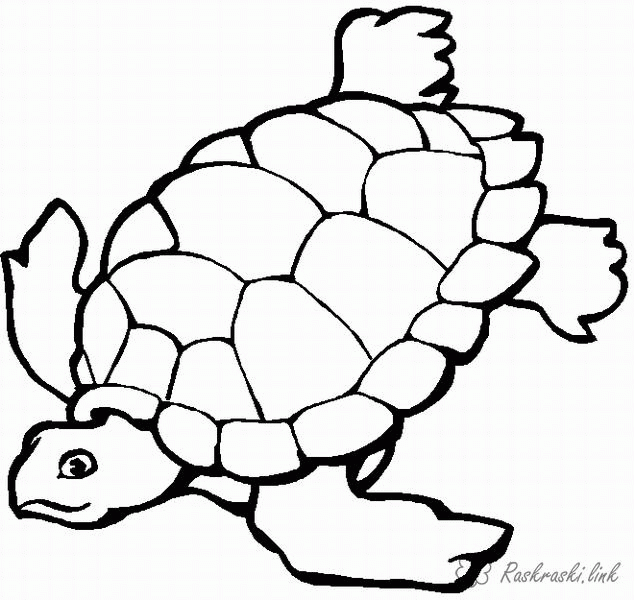 Название: Раскраска большая водоплавающая черепаха. Категория: . Теги: .