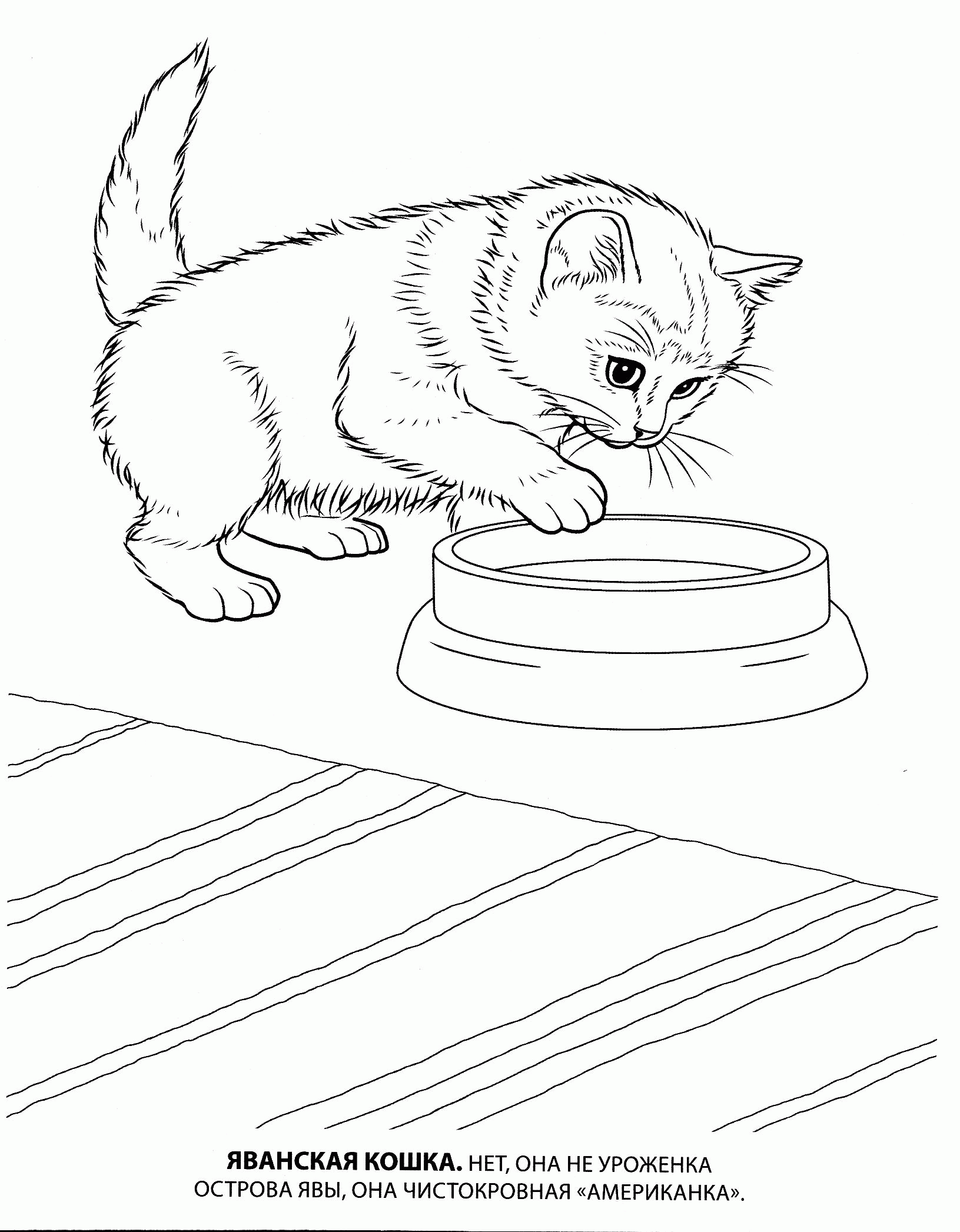 Название: Раскраска Раскраска яванская кошка. Категория: . Теги: .