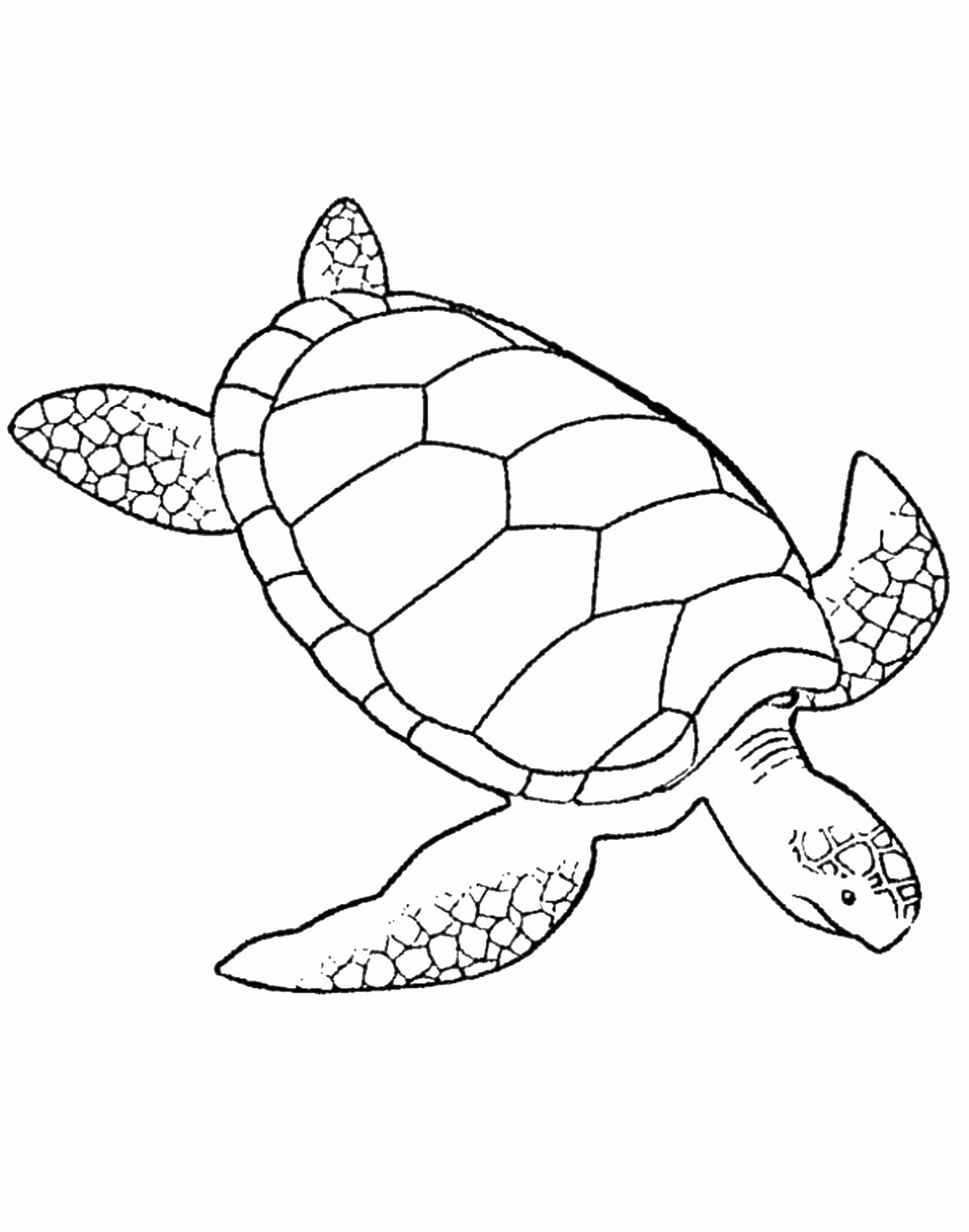 Название: Раскраска Раскраска Морская черепашка Скачать ,морская черепаха,.  Распечатать . Категория: . Теги: .